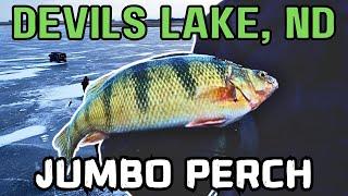 Devils Lake Jumbo Perch (15 Inches +) Catch Clean Cook