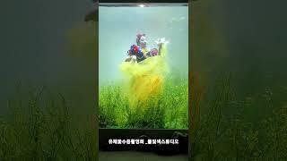 유채꽃 수중촬영(물빛색 스튜디오)