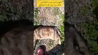 أيها الطيبين لاتنسوا الصلاة والتسليم على رسول الله فهي مفتاح  كل خير في الدنيا والآخرة