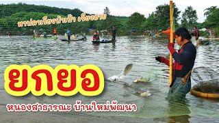 ยกยอ หนองหมู่บ้าน ►Fishing lifestyle Ep.759