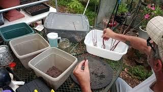 10 bald cypress saplings from Arbor Day Foundation