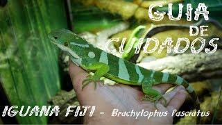 GUIA de CUIDADOS: Iguana Fiji (Brachylophus fasciatus)