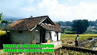 MIRIS,,, ⁉️ GAGAL PANEN MERUGI PETANI PEDESAAN JAWA BARAT KERTAMUKTI