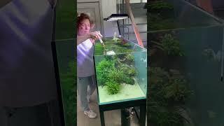 [из 2022] Кто знает, чем кормлю рыб #аквариум #аквариумистика #aquarium #машаблюм #mashabloom #aqua