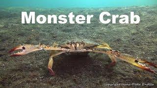 Diving Lembeh Strait #05 - Monster Crab / Monster Krabbe - Hans-Peter Endler