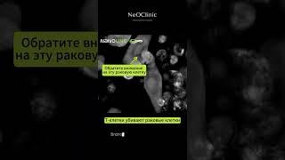  Т-клетки — мощное оружие нашего организма в борьбе с раком!