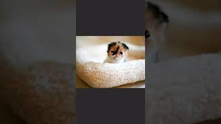 Милые малыши котики