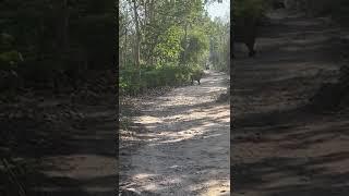 Achanak se Tiger a Gaya/##Umar blogger/##