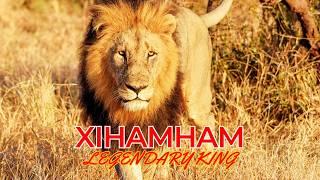 XIHAMHAM (Tribute) | Leyenda del Kruger (Shishangaan Male) #nature #viral #lion #animal