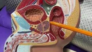Расположение и анатомия предстательной железы