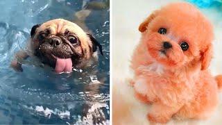 [Paws TV] Baby Animals  Funny and Cute Dogs Videos Compilation 2020