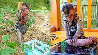 Watch Monkey MiMi Help Mom Harvest and Roast Delicious Sweet Potatoes!