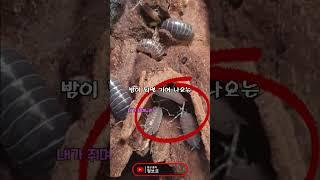 기생충에 감염되면 I형에서 E형으로 변하는 콩벌레