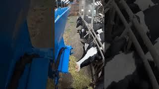 Feeding cows | Auger Bucket AP machinebouw