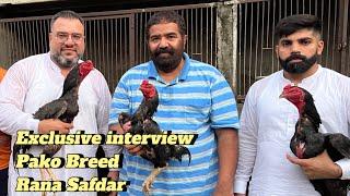 Ustad Rana Safdar Gujranwala , Pako Breed Interview by koal aseel . Part 1