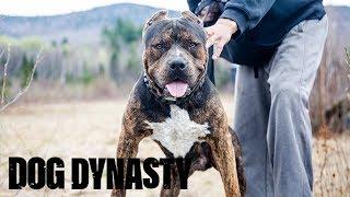 Meet Sossa, DDK9's Next Protection Superdog | DOG DYNASTY