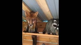 My foxes made friends with a raccoon #domesticfox #redfox #babyfox #blackfox #raccoon