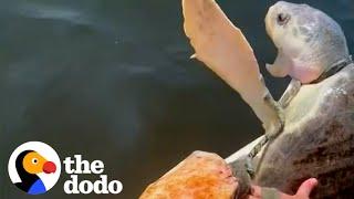 Family Works Together To Rescue Suffocating Turtle | The Dodo