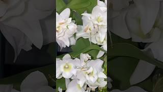 A mantis that looks like a flower.#orchid #animals #cute#pets