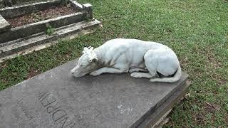 The Romance of the Marble Dog | Western Road Cemetery | Penang | West Malaysia ~ Mahalo_JC