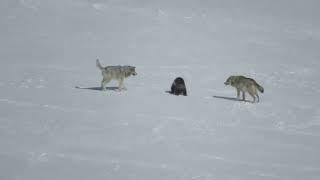 Wolverine fends off an attack of two wolves