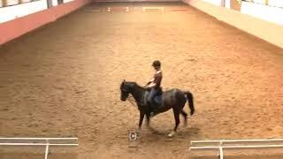 REITEN und ZUCHT-Video Reitlehre: Zirkel