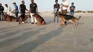 DOG TRAINER KARACHI K9 dog socialize program  CVO Karachi