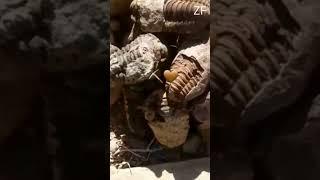 Trilobite Fossil Hunting Extravaganza! #fossils #trilobites #devonianperiod / ZemmouFossils