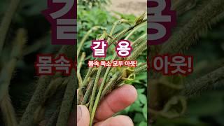 “갈용이 간 해독 끝판왕! 갈용이 먹고 피로 탈출~”#칡순#갈용이
