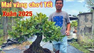 Mai vàng chơi Tết 2025 | mai vàng miền nam | ngày 10/11/2024