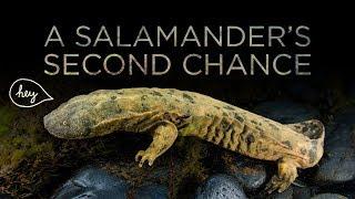 A Giant Salamander's Second Chance | Maddie About Science