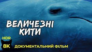 Величні Кити - Найбільші ссавці на планеті - Документальний фільм про тварин у 8K HDR