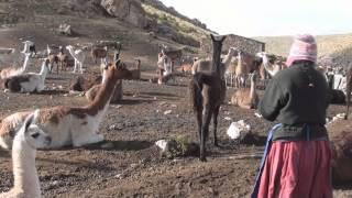 Pastoreo, Camélidos Sudamericanos y Cambio Climático