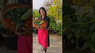 Fresh Harvest from My Terrace Garden #vegetables #terracegarden #shorts