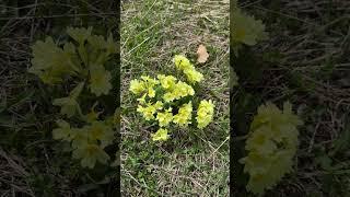 Весной в горах расцветают поляны примулы/  In spring, fields of primroses bloom in the mountains