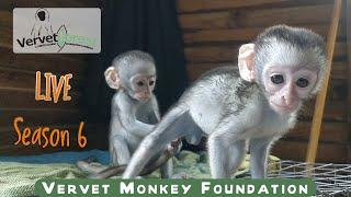 Orphan baby monkey LIVE 11th February 2023 7:30am GMT +2