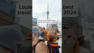 Louie and Todd’s best travel moments of 2024 #cats #travel #cutecats #viral