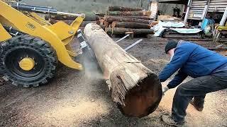 Sawing a scarlet oak log with barbed wire in it # 635