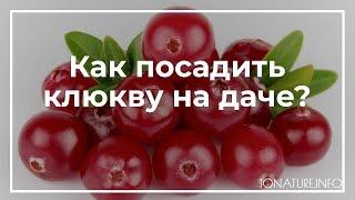 Как посадить клюкву на даче? | toNature.Info