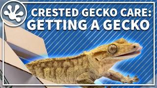 Crested Gecko Care Guide: Getting a New Gecko | Everything you need to know about finding a gecko