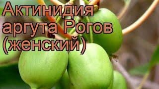 Актинидия аргута Рогов (женский)  обзор: как сажать, саженцы актинидии Рогов (женский)