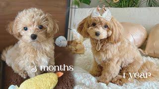 Maltipoo at 3 months to 1 year  | Mocha’s diary 