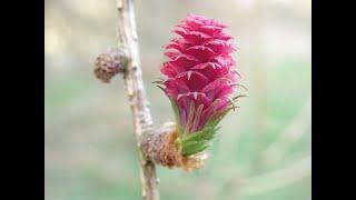 Larch: Larix decidua