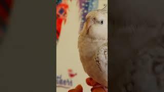Cockatiel get super fluffy 
