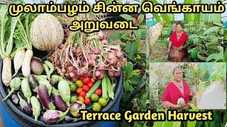 முலாம்பழம் சின்ன வெங்காயம் அறுவடை|Terrace Garden Harvest|மாடி தோட்டம்@MaadithottamSachu