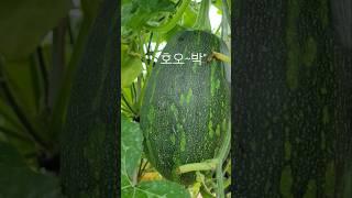 #호박 찾기 #주말농장의 호박 풍년 #호박 송송 썰어 된장찌게 최고