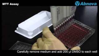 MTT Assay