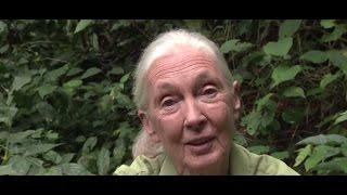 Happy 40th Birthday to the Jane Goodall Institute from Dr. Jane Goodall!