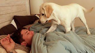 How My Labrador Puppy Wakes Me Up...