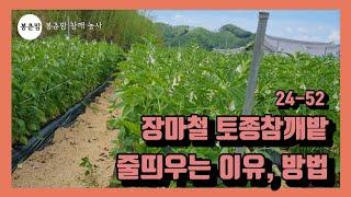 봉춘팜 참깨농사 | 토종참깨 장마철 줄띄우는 이유, 줄띄우는 방법